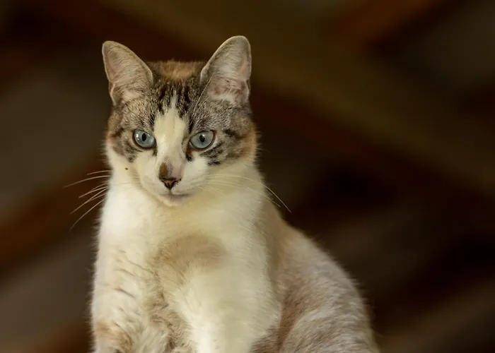 Camping Domaine De La Cambre *