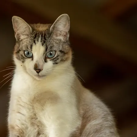 Campingplatz Domaine De La Cambre *